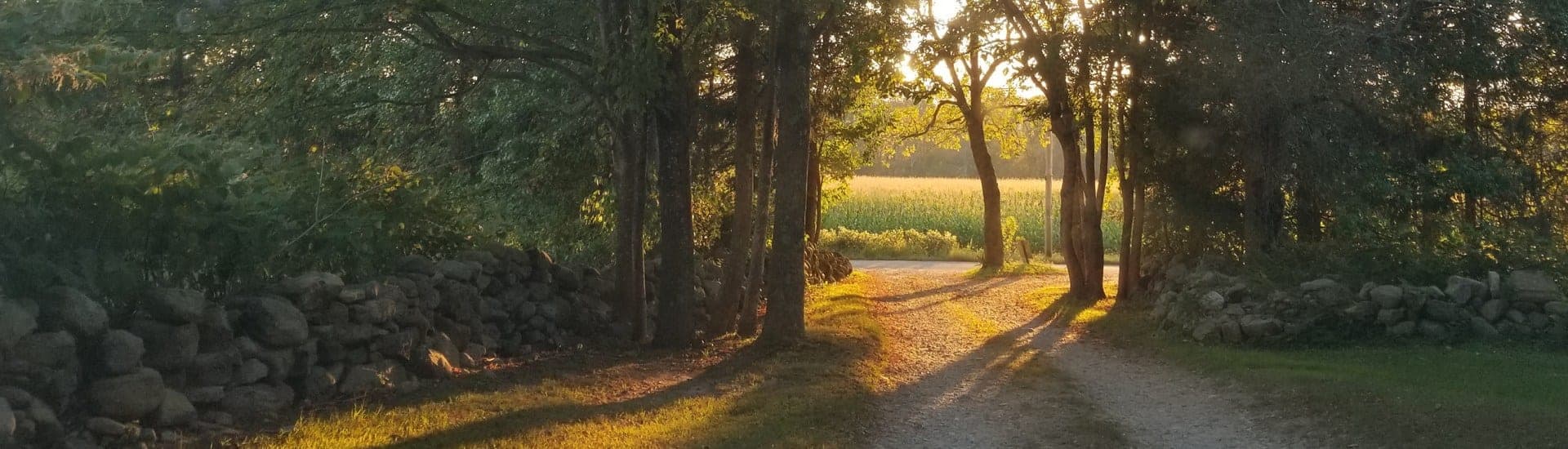 Tree-lined walking path through the resort grounds